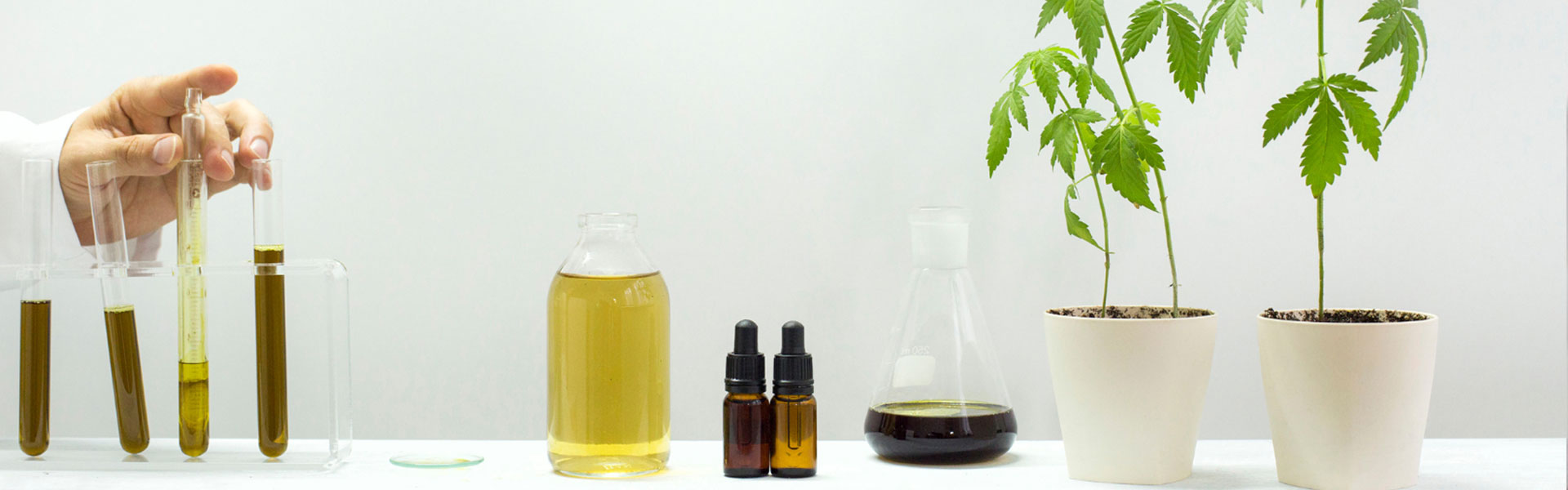 Lab of Plants Hennepolie over ons
